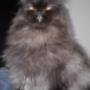 Subido por visitante en 23/11/2017 - Persa   Tony y   18 meses