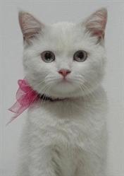 Clínica Veterinaria De Antioquia