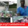 Subido por visitante en 6/02/2016 - Esta mala persona empleado en JGB Cali, es un COBARDE DEPRAVADO, ttorturador y asesino de indefensos Seres vivos.