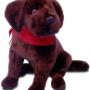 LABRADOR