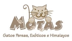 Gatos Persas E Himalayos Motas