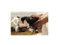 ABSORBENTE PARA DERRAME DE HIDROCARBUROS PREMIUM GOLD