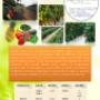 Mulch, acolchado, plastico para fresa y hortalizas