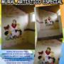 MURALES ARTISTICOS