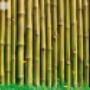 Bambu