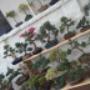 Mistura Colombia Bonsai Cafe