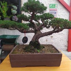 Mistura Colombia Bonsai Café