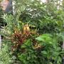 The garden
