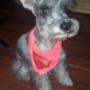 Mascota Nusita