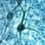 Psicologia y Neuropsicologia Medellin