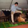 Toro Mecanico
