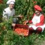 Subido por visitante en 1/02/2017 - CULTIVO TOMATE SAN MARZANO
