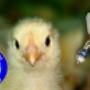 Pollo mirando