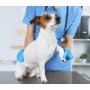 Ofrecemos servicios veterinarios con análisis clínicos especializados para tus mascotas. Garantizamos diagnósticos precisos y tratamientos efectivos para la salud y bienestar de tus compañeros peludos. Nos encontramos en Colombia.