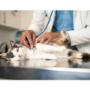 En Pelos y Gatos Veterinaria, ofrecemos atención integral para tus mascotas con diagnósticos precisos y tratamientos cariñosos. Nos encontramos en Colombia.
