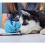 Brindamos atención veterinaria de alta calidad, con análisis clínicos especializados para el cuidado de tus mascotas. Nuestro equipo de profesionales se compromete a velar por la salud y bienestar de tus animales. Nos encontramos en Colombia.