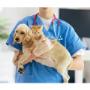 Ofrecemos atención veterinaria de calidad y análisis clínicos especializados para mascotas. Nos encontramos en Colombia.