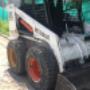 bobcat