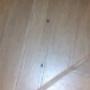 nuestro trabajo de una fumigacion con una plaga de moscos en una vivienda