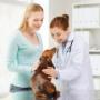 Dogtor