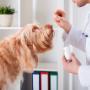 Dogtor