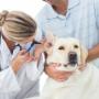 Dogtor