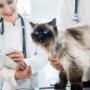 Dogtor