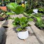 Plantas y materos