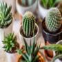 Venta de Plantas