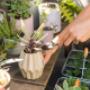 Plantas Ornamentales