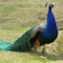 Pavo real azul