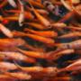 Alevinos de Mojarra Roja.