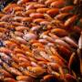 Reproducción de Mojarra Roja