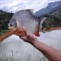 Peces ornamentales