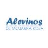 Alevinos de Mojarra Roja