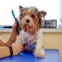 Peluquería Canina en Antioquia