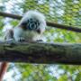 Conoce los primates que viven en la zona de conservación en Piscilago.