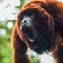 Conoce los primates que viven en la zona de conservación en Piscilago.