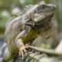 Conoce los reptiles que viven en la zona de conservación en Piscilago.
