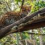 Conoce los felinos que viven en la zona de conservación en Piscilago.