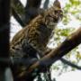 Conoce los felinos que viven en la zona de conservación en Piscilago.