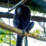 Conoce los primates que viven en la zona de conservación en Piscilago.