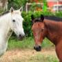 Contamos con caballos en nuestro hotel los cuales potras disfrutar de un paseo equino por nuestras zonas naturales.
