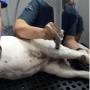 Clínica veterinaria