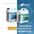 Bacterias