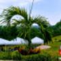 Carpas cartagena