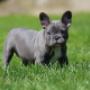 bulldog frances blue