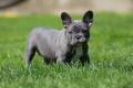 CACHORROS BULLDOG FRANCES
