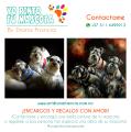 Retratos de Mascotas por Diana Francia - Yo Pinto tu Mascota
