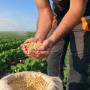 Ofrecemos semillas certificadas de maíz, fríjol arbustivo, fríjol trepador, arveja y cilantro, asegurando calidad para tus cultivos. Ubicados en Valle del Cauca, Colombia.